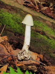Amanita aestivalis
