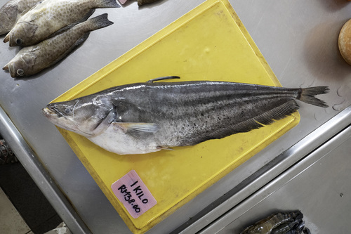 Striped Wallagonia (Wallagonia leerii) · iNaturalist United Kingdom