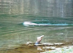 Castor canadensis mexicanus