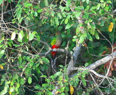 Pharomachrus fulgidus