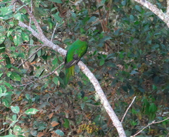 Pharomachrus fulgidus