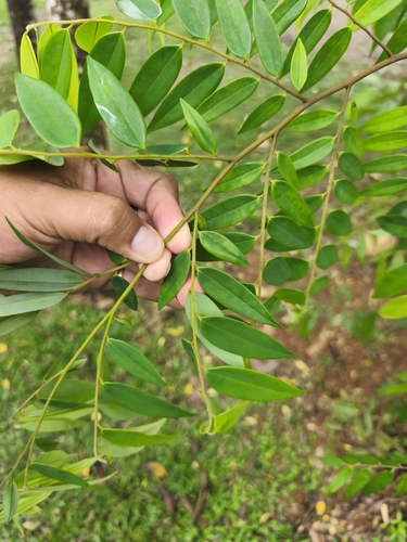 Pimientillo (Xylopia frutescens)