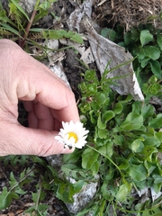 Bellis perennis