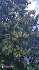 Hopea odorata