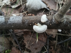 Schizophyllum commune