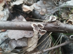 Schizophyllum commune