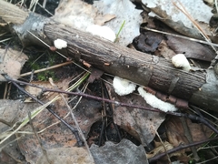 Schizophyllum commune