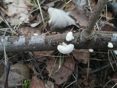 Schizophyllum commune