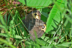 Cercyonis pegala pegala