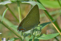 Satyrium calanus