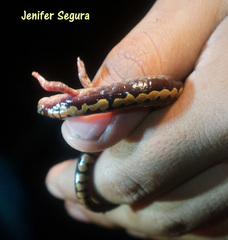Alberch's Salamander photo 3