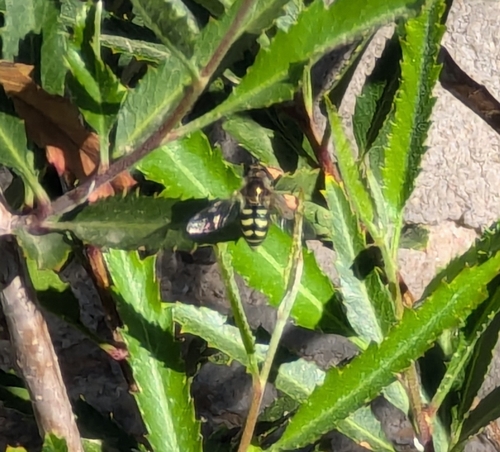 Unknown species found near United States