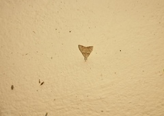 Ptychopseustis plumbeolinealis