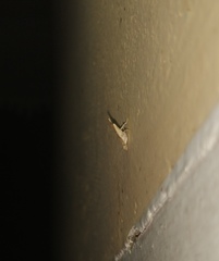 Ptychopseustis plumbeolinealis