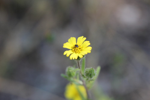 coast tarweed (Madia sativa)
