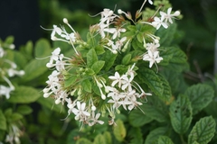 Clerodendrum calamitosum