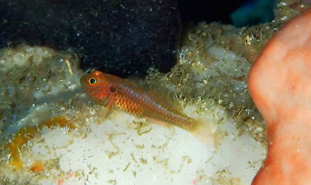 Fishnet Pygmy Goby