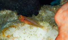 Fishnet Pygmy Goby photo 1