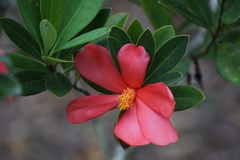 Camellia azalea