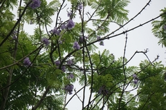 Jacaranda obtusifolia