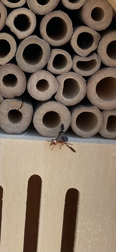 Unknown species found near Texas, US