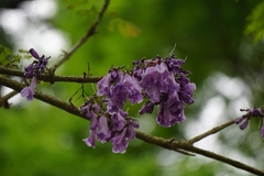Jacaranda obtusifolia