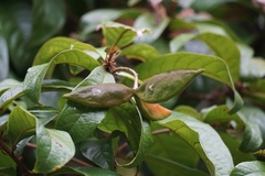 Sterculia lanceolata