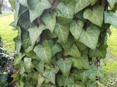 Hedera helix