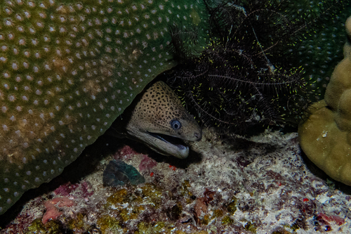 Gymnothorax javanicus
