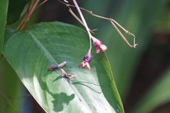Marantochloa purpurea