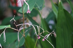 Marantochloa purpurea