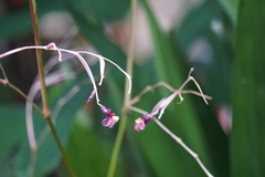 Marantochloa purpurea
