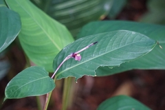 Marantochloa purpurea