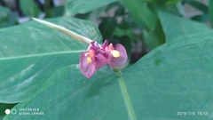 Marantochloa purpurea