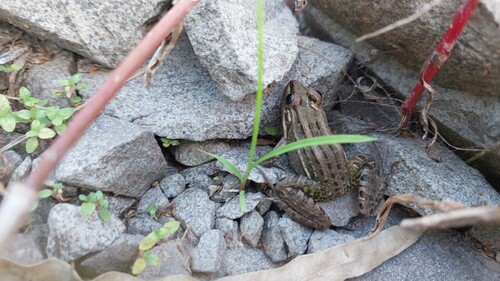 Wrestler Frog