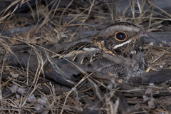 Caprimulgus asiaticus
