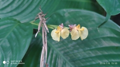 Marantochloa cuspidata