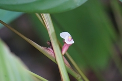 Marantochloa mannii