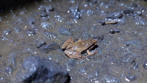 Cuvier’s Foam Frog