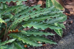 Goeppertia rufibarba