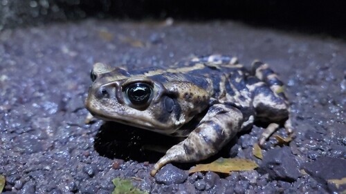 Yellow Cururu Toad