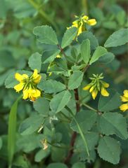 Melilotus italicus
