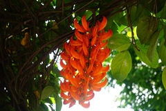 Mucuna bennettii
