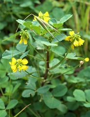 Melilotus italicus