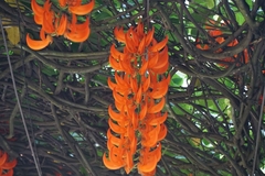 Mucuna bennettii