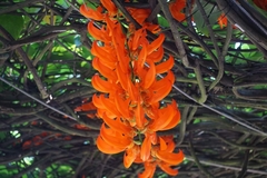 Mucuna bennettii