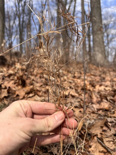 forked witchgrass (Dichanthelium dichotomum)