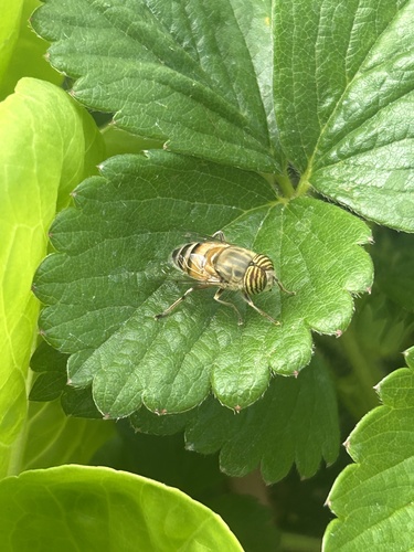 Unknown species found near S Victoria Ave, Ventura, CA, US