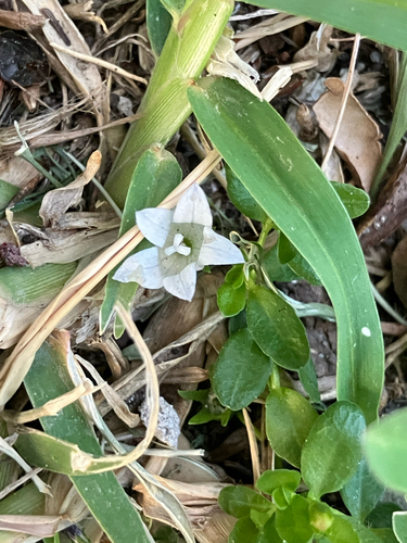 Wahlenbergia procumbens, photograph 3