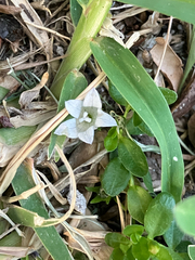 Wahlenbergia procumbens, photograph (c) Kobus Meyer, some rights reserved (CC BY)